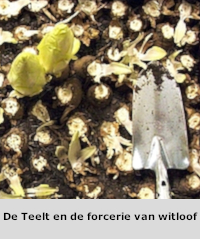 De Teelt en de forcerie van witloof